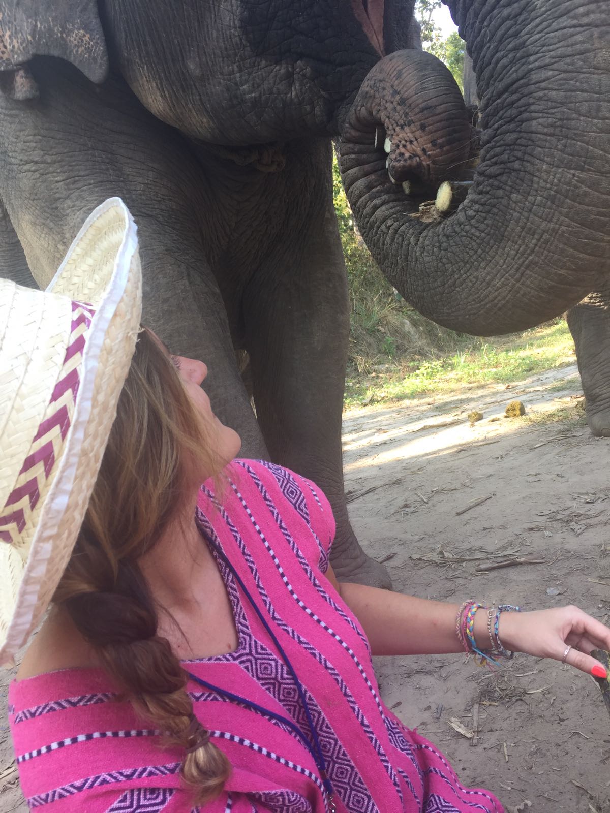 Thailand Elephants